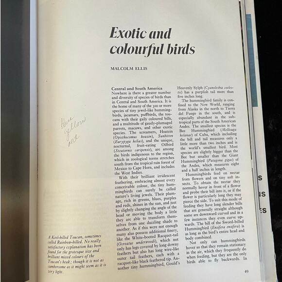 The Treasury of Birds | 1972 | Vintage Bird Book - Picture 5 of 10